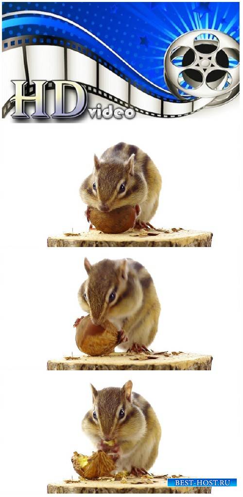 Video footage Chipmunk eating chestnuts on a tree stump