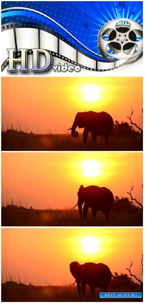 Video footage elephant eating at sunset