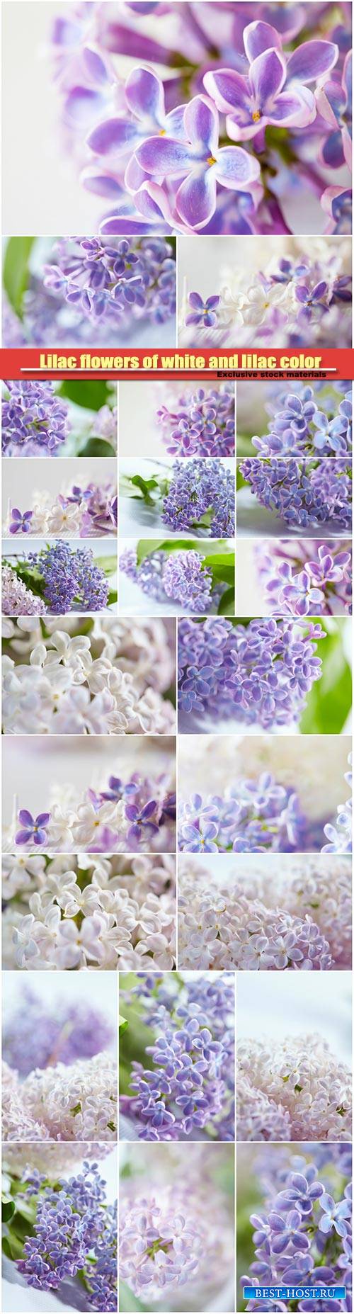 Lilac flowers of white and lilac color