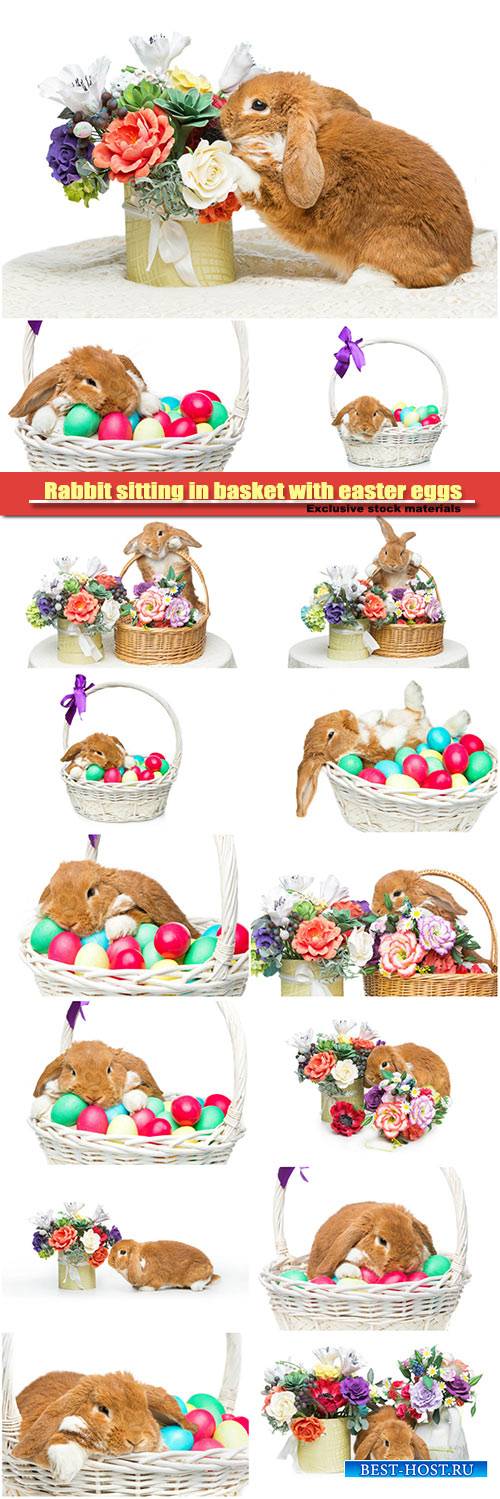Adorable rabbit sitting in basket with easter colored eggs