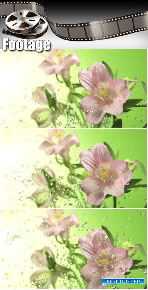 Video footage Blossom pink flower under raindrops on green background