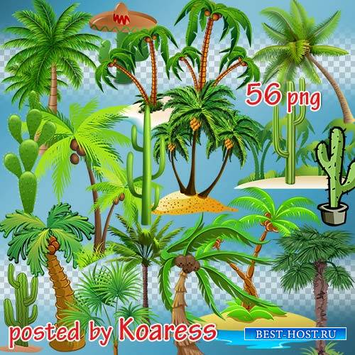 Png клипарт на прозрачном фоне - Нарисованные пальмы, кактусы, тропические  ...