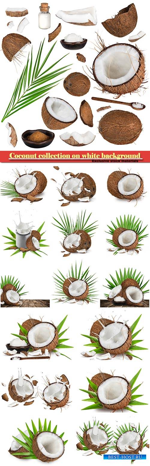Coconut collection on white background