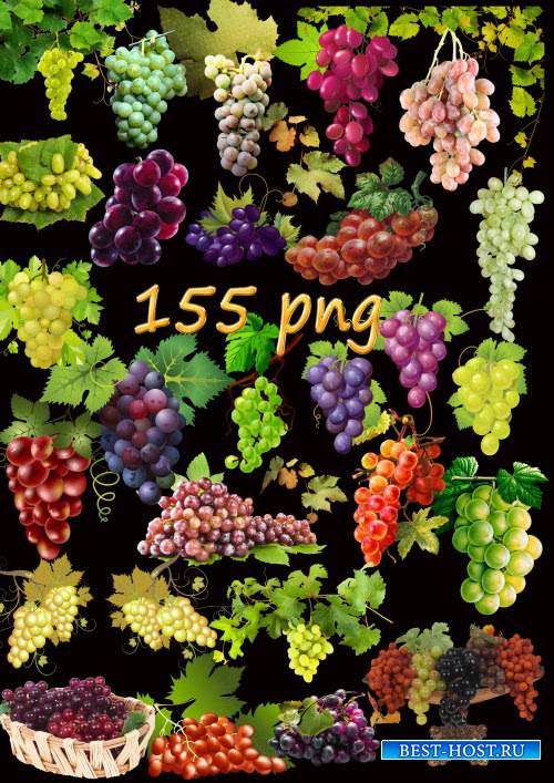 Клипарт PNG на прозрачном фоне - Виноград и виноградная лоза