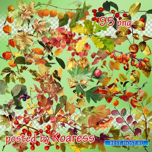 Png клипарт на прозрачном фоне - Осенние листья, ветки, ягоды