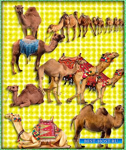 Картинки png - Верблюды (Camel)