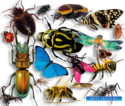 Картинки на прозрачном фоне - Огромный набор насекомых