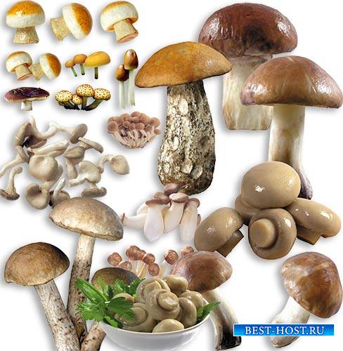 Картинки на прозрачном фоне - Разные грибы