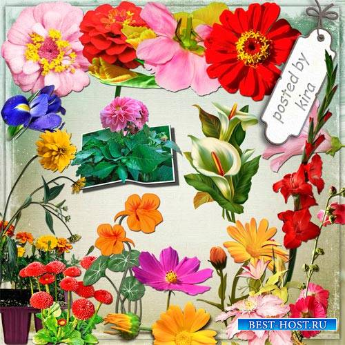 Клипарт на прозрачном фоне - Ирисы, гладиолусы, пионы и другие садовые цветы