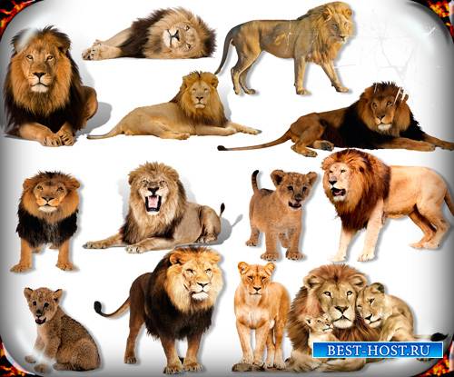 Картинки на прозрачном фоне - Львы и львицы