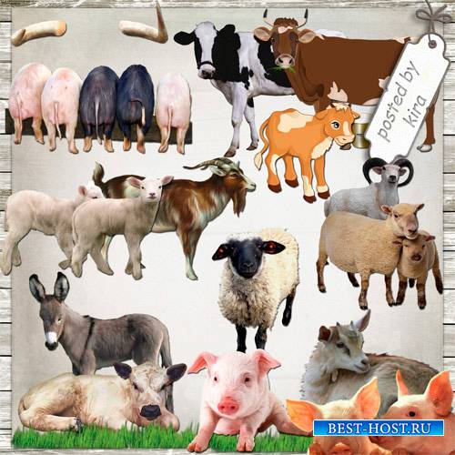 Клипарт - Коровы, козы, свиньи и другие домашние животные в PNG