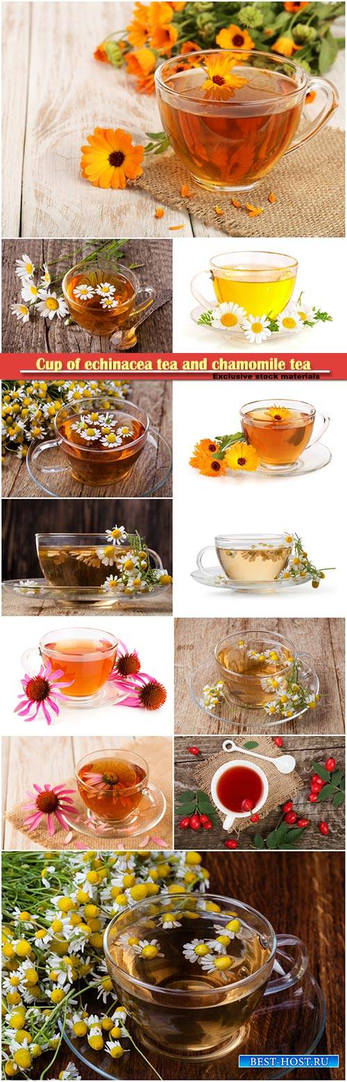 Cup of echinacea tea and medicinal chamomile tea