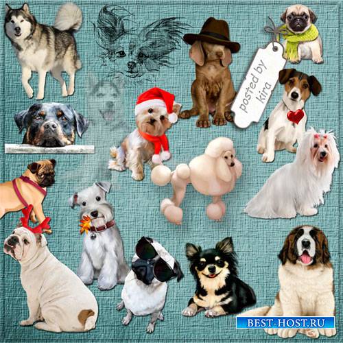 Клипарт - Собаки, собачки, щенята, символ 2018 года на прозрачном фоне