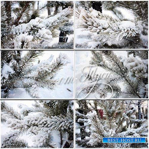 Клипарт - Ветки сосны в снегу / Pine branch in snow