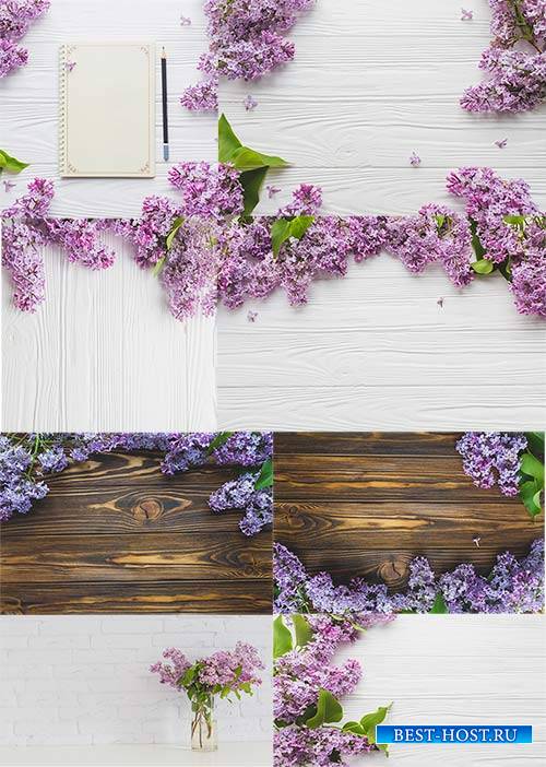 Сирень - Клипарт / Lilac - Clipart