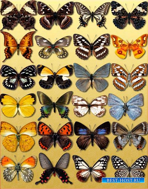 Фотошоп Png клипарты - Декоративные бабочки