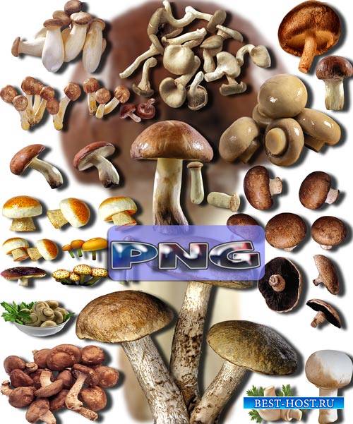 Клипарты картинки - Съедобные грибы