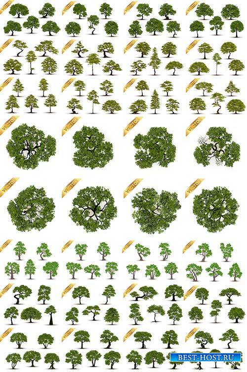 Деревья в векторе / Trees in vector