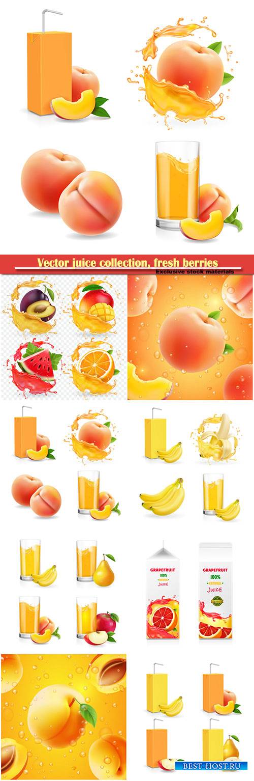 Vector juice collection, fresh berries packaged juice or jam logotype