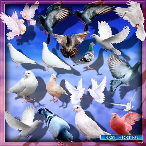 Клип-арты на прозрачном фоне - Дикие и домашние голуби