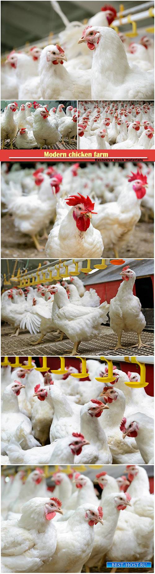 Modern chicken farm, production of white meat