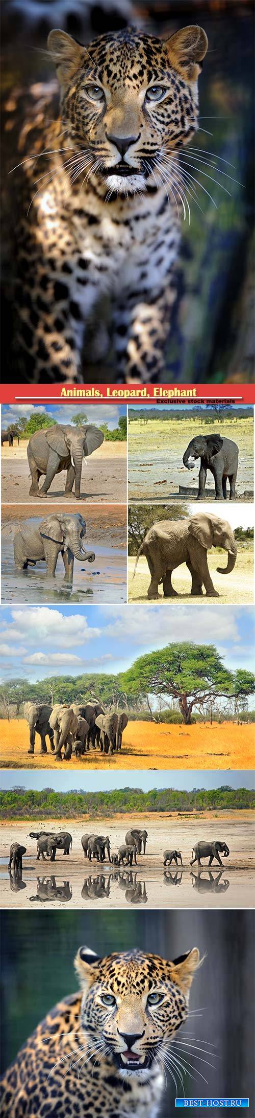 Animals, Leopard, Elephant