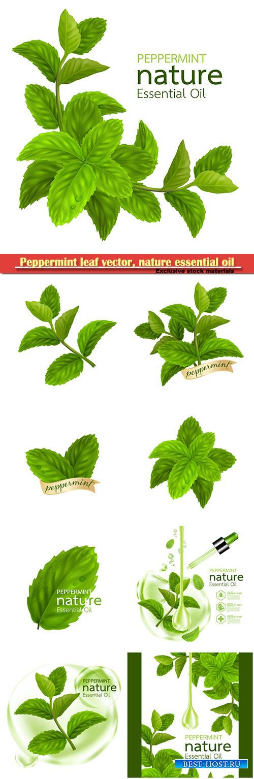 Peppermint leaf vector, nature essential oil