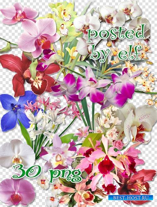 Клипарт в png - Прекрасные орхидеи 2