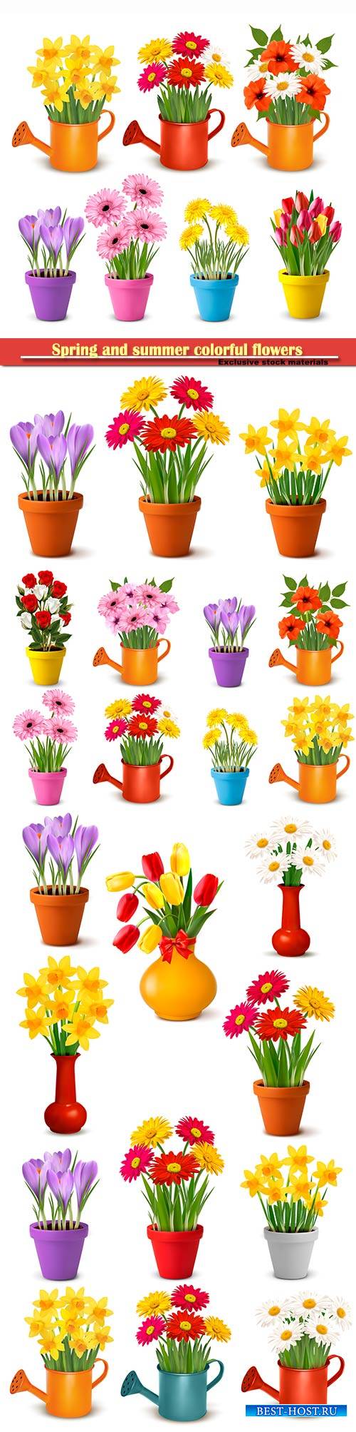 Spring and summer colorful flowers in pots