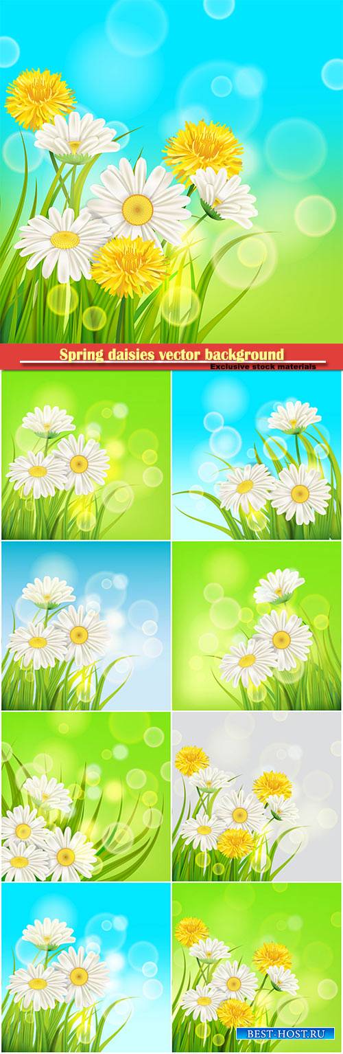 Spring daisies background fresh green grass vector card