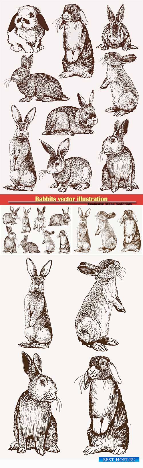 Rabbits vector illustration