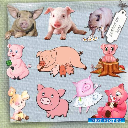 Клипарт - Поросята, поросятки, свинки и свиньи
