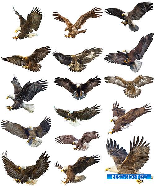Птицы - Векторный клипарт / Birds - Vector Graphics