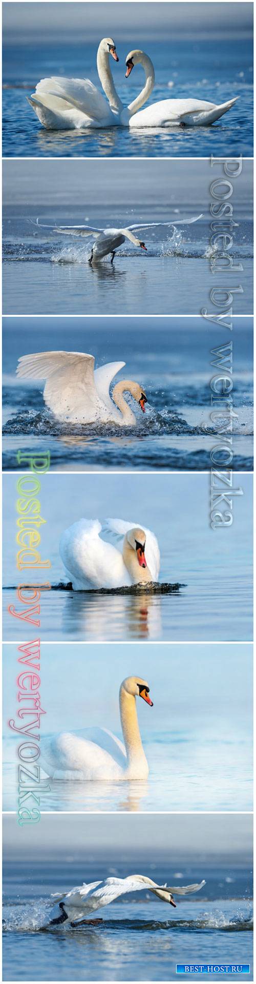 Beautiful swans stock photo