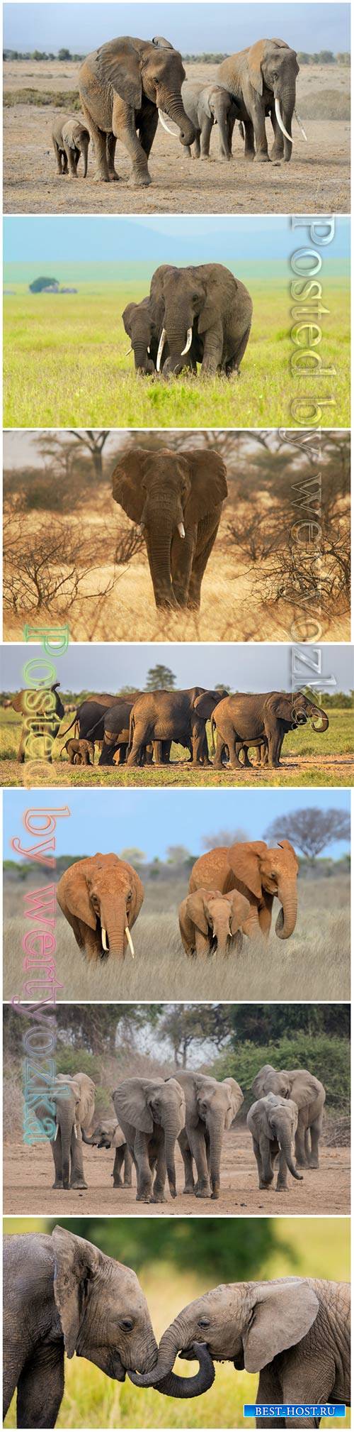 African elephants beautiful stock photo