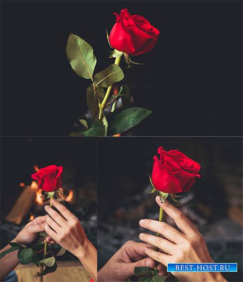 Роза в руках - Растровый клипарт / Rose in hands - Raster clipart