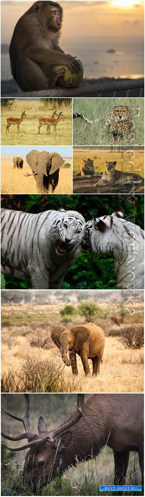 Animals in nature, tiger, elephant, leopard, monkey