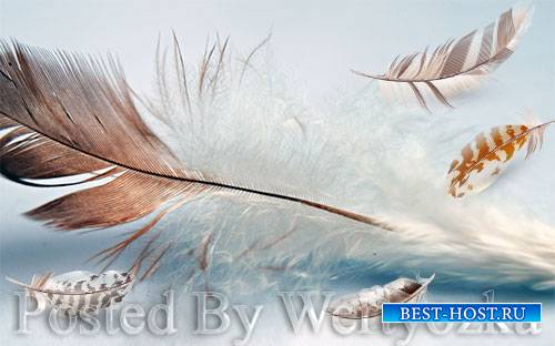 3D psd models fresh modern minimalist flowing feather tv background wall