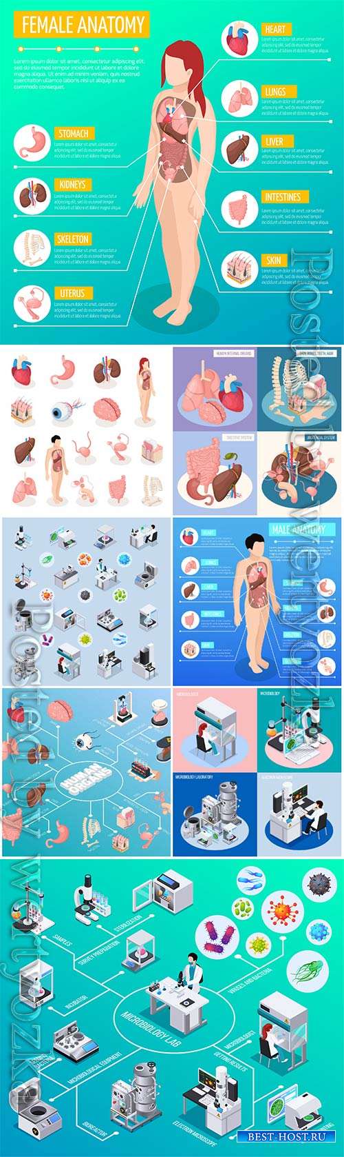 Isometric icons of human organs, medicine