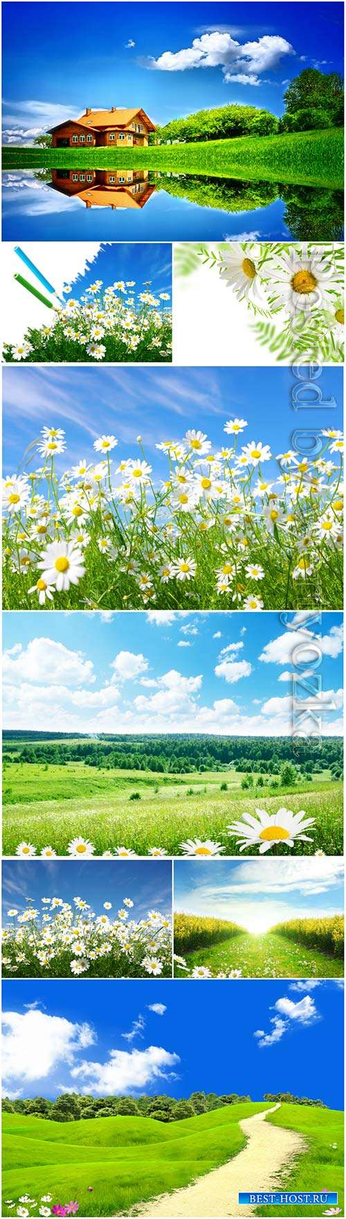 Beautiful nature, backgrounds with daisies