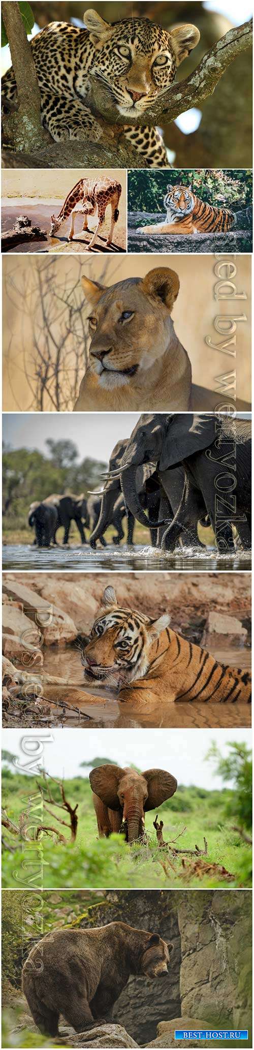 Animals, tiger, elephant, leopard, bear