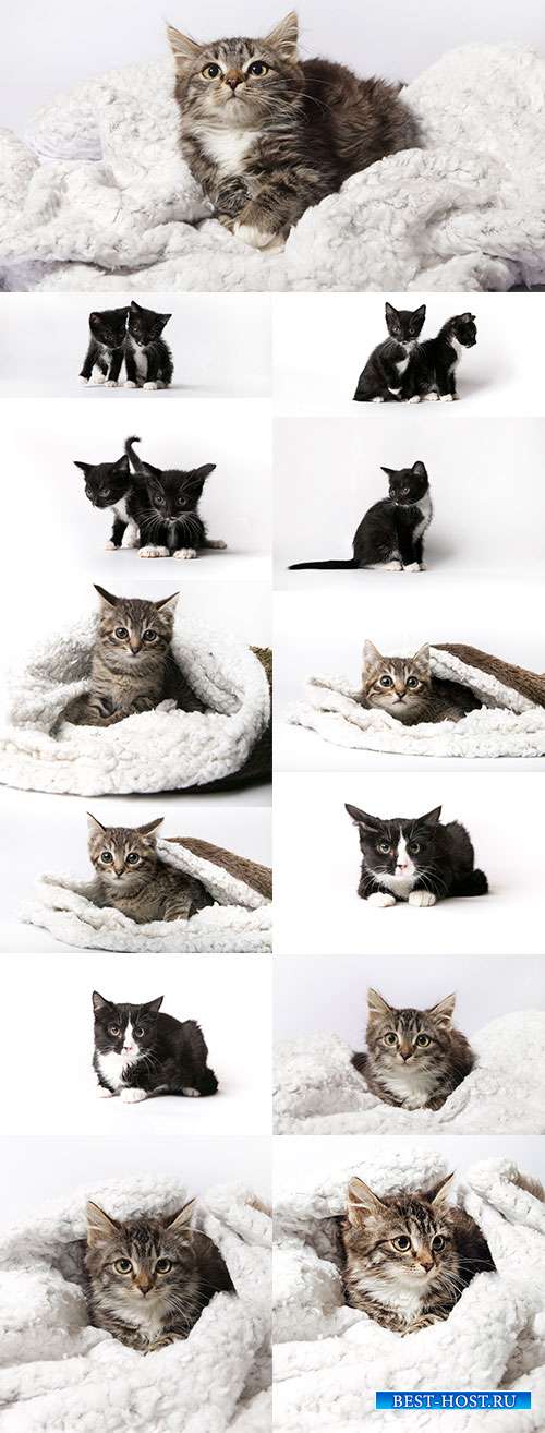 Очаровательные котята - Растровый клипарт