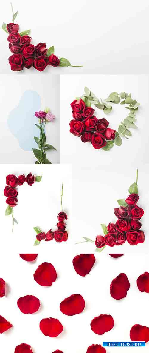 Фоны с красивыми розами - Растровый клипарт