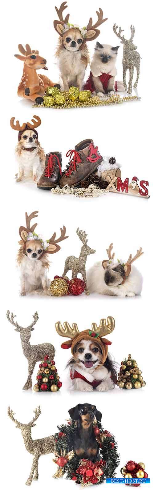 Собаки с рождественской символикой - Растровый клипарт
